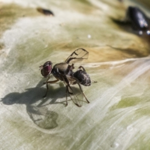 Pogonortalis doclea at Acton, ACT - 14 Apr 2019