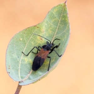 Oncopeltus (Oncopeltus) sordidus at Hackett, ACT - 14 Apr 2019 11:25 AM