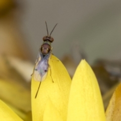 Megastigmus sp. (genus) (Parasitic wasp) at ANBG - 14 Apr 2019 by AlisonMilton