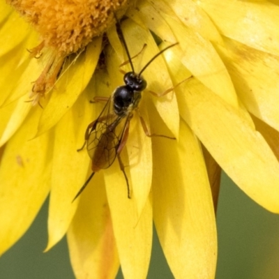 Ichneumonidae (family) (Unidentified ichneumon wasp) at ANBG - 14 Apr 2019 by AlisonMilton