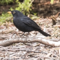 Turdus merula (Eurasian Blackbird) at Acton, ACT - 14 Apr 2019 by AlisonMilton