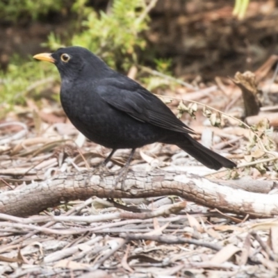 Turdus merula (Eurasian Blackbird) at ANBG - 14 Apr 2019 by Alison Milton