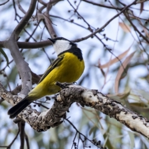 Pachycephala pectoralis at Acton, ACT - 14 Apr 2019