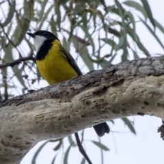 Pachycephala pectoralis at Acton, ACT - 14 Apr 2019