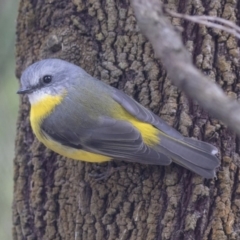 Eopsaltria australis (Eastern Yellow Robin) at Acton, ACT - 14 Apr 2019 by Alison Milton