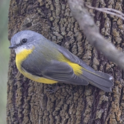 Eopsaltria australis (Eastern Yellow Robin) at ANBG - 14 Apr 2019 by Alison Milton