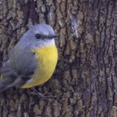 Eopsaltria australis at Acton, ACT - 14 Apr 2019