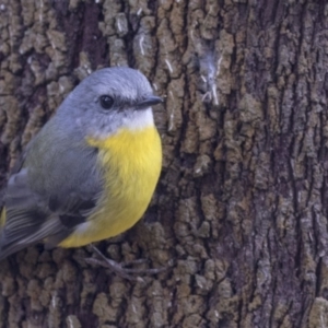 Eopsaltria australis at Acton, ACT - 14 Apr 2019