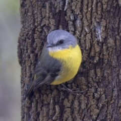 Eopsaltria australis at Acton, ACT - 14 Apr 2019