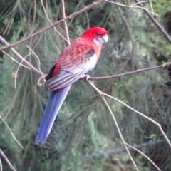 Platycercus elegans (Crimson Rosella) at Isaacs Ridge and Nearby - 21 Apr 2019 by Mike