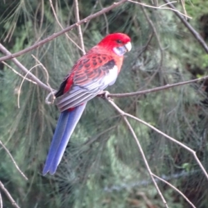 Platycercus elegans at Isaacs, ACT - 21 Apr 2019 04:27 PM