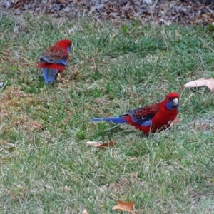 Platycercus elegans at Isaacs, ACT - 21 Apr 2019