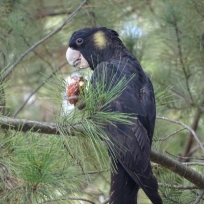 Zanda funerea (Yellow-tailed Black-Cockatoo) at Isaacs Ridge and Nearby - 22 Apr 2019 by Mike