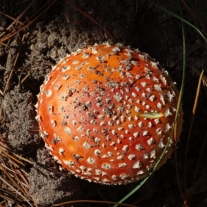 Amanita muscaria at Isaacs, ACT - 22 Apr 2019