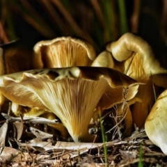 Omphalotus nidiformis (Ghost Fungus) at Tura Beach, NSW - 22 Apr 2019 by TLH