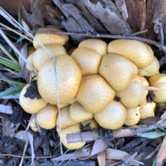 Gymnopilus junonius (Spectacular Rustgill) at Sutton, NSW - 22 Apr 2019 by Whirlwind