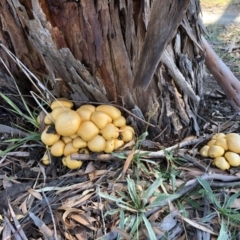 Gymnopilus junonius at Sutton, NSW - 22 Apr 2019