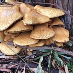 Gymnopilus junonius at Sutton, NSW - 22 Apr 2019