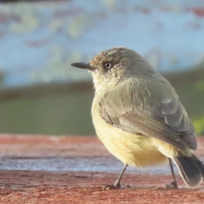 Acanthiza reguloides (Buff-rumped Thornbill) at Sutton, NSW - 21 Apr 2019 by Whirlwind