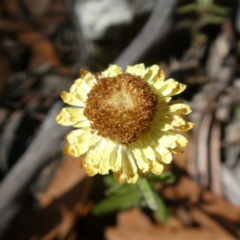 Coronidium sp. at Bombay, NSW - 20 Apr 2019 by Wandiyali