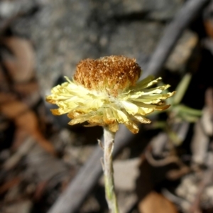 Coronidium sp. at Bombay, NSW - 20 Apr 2019 11:01 AM