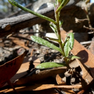 Coronidium sp. at Bombay, NSW - 20 Apr 2019 11:01 AM