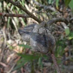 Hakea eriantha at Bombay, NSW - 20 Apr 2019