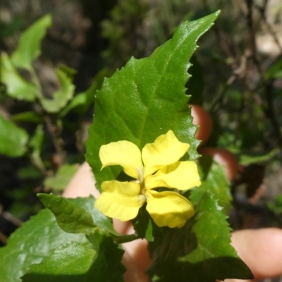 Goodenia ovata (Hop Goodenia) at Bombay, NSW - 20 Apr 2019 by Wandiyali