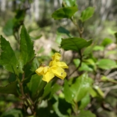 Goodenia ovata at Bombay, NSW - 20 Apr 2019 11:31 AM