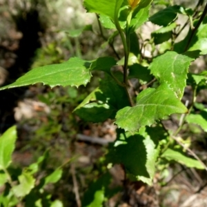 Goodenia ovata at Bombay, NSW - 20 Apr 2019 11:31 AM