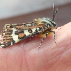 Apina callisto (Pasture Day Moth) at Lyneham, ACT - 23 Apr 2019 by LyndalT