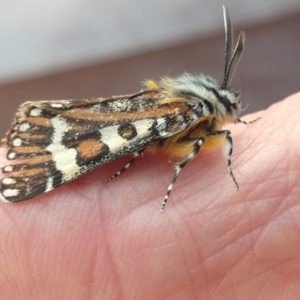 Apina callisto at Lyneham, ACT - 23 Apr 2019 07:29 AM