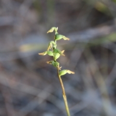 Corunastylis clivicola (Rufous midge orchid) at Mount Majura - 22 Apr 2019 by petersan