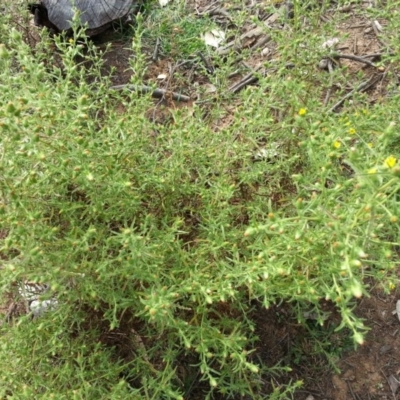 Dittrichia graveolens (Stinkwort) at Majura, ACT - 20 Apr 2019 by SilkeSma