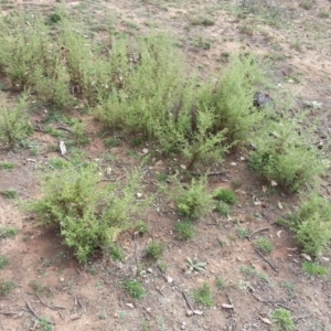 Dittrichia graveolens at Majura, ACT - 20 Apr 2019