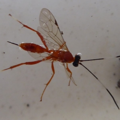 Stiromesostenus sp. (genus) (An ichneumon wasp) at Flynn, ACT - 22 Apr 2019 by Christine
