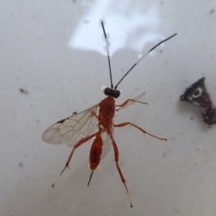 Stiromesostenus sp. (genus) at Flynn, ACT - 22 Apr 2019