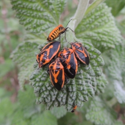 Agonoscelis rutila (Horehound bug) at Gigerline Nature Reserve - 13 Apr 2019 by michaelb
