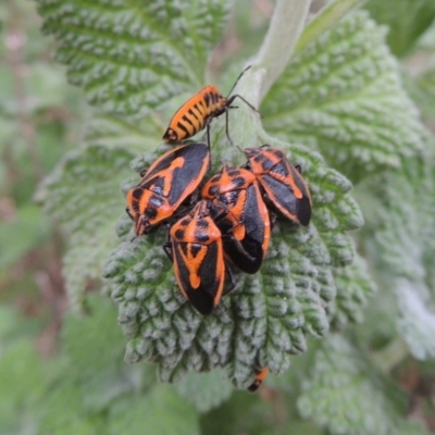 Agonoscelis rutila (Horehound bug) at Tennent, ACT - 13 Apr 2019 by MichaelBedingfield