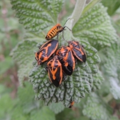 Agonoscelis rutila (Horehound bug) at Tennent, ACT - 13 Apr 2019 by michaelb