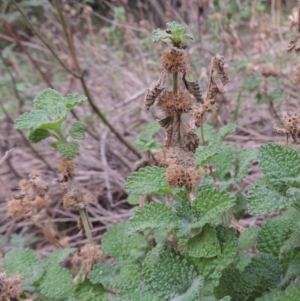 Marrubium vulgare at Tennent, ACT - 13 Apr 2019 06:07 PM