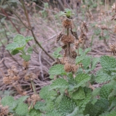 Marrubium vulgare (Horehound) at Tennent, ACT - 13 Apr 2019 by michaelb