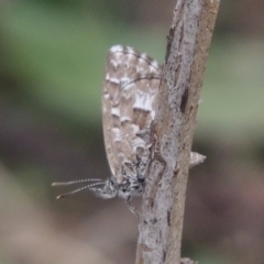 Theclinesthes serpentata (Saltbush Blue) at Gigerline Nature Reserve - 13 Apr 2019 by michaelb