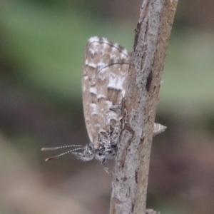 Theclinesthes serpentata at Tennent, ACT - 13 Apr 2019 06:13 PM