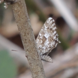 Theclinesthes serpentata at Tennent, ACT - 13 Apr 2019 06:13 PM