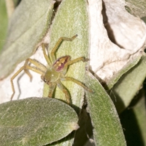 Sparassidae (family) at Hackett, ACT - 14 Apr 2019 02:05 PM