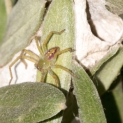 Sparassidae sp. (family) (A Huntsman Spider) at Hackett, ACT - 14 Apr 2019 by AlisonMilton