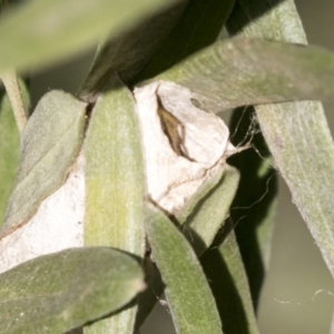 Sparassidae (family) at Hackett, ACT - 14 Apr 2019