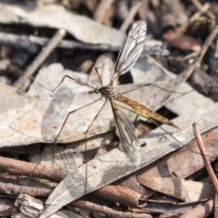 Ptilogyna sp. (genus) (A crane fly) at ANBG - 14 Apr 2019 by AlisonMilton
