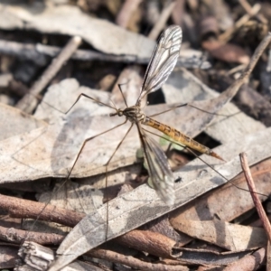 Ptilogyna sp. (genus) at Acton, ACT - 14 Apr 2019